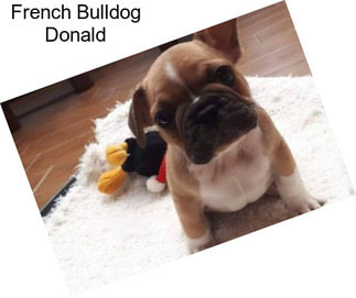 French Bulldog Donald
