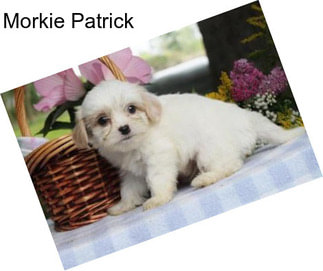Morkie Patrick