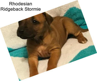 Rhodesian Ridgeback Stormie