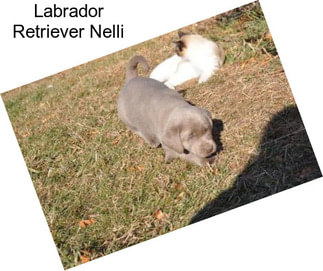 Labrador Retriever Nelli