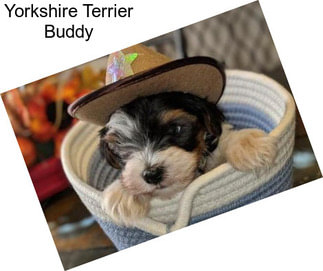 Yorkshire Terrier Buddy