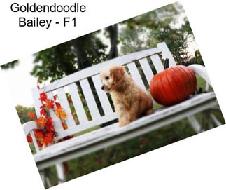 Goldendoodle Bailey - F1