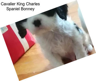 Cavalier King Charles Spaniel Bonney