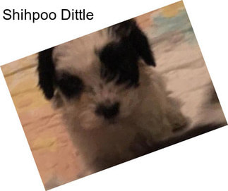 Shihpoo Dittle