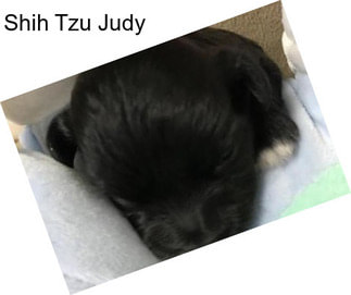 Shih Tzu Judy