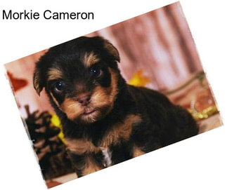 Morkie Cameron