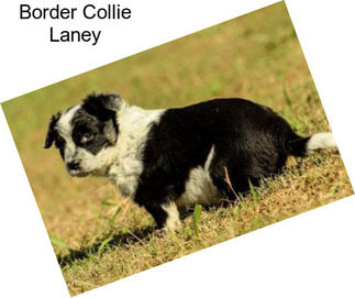 Border Collie Laney