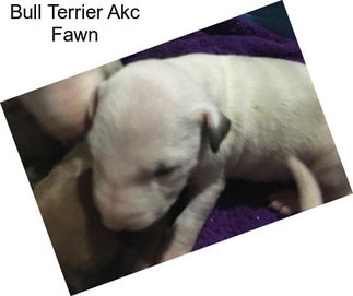 Bull Terrier Akc Fawn