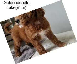 Goldendoodle Luke(mini)