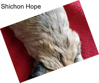 Shichon Hope