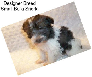 Designer Breed Small Bella Snorki