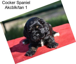 Cocker Spaniel Akcblk/tan 1