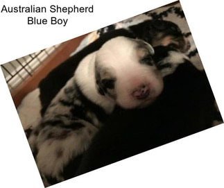 Australian Shepherd Blue Boy