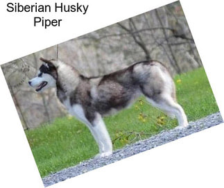 Siberian Husky Piper