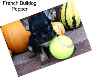 French Bulldog Pepper