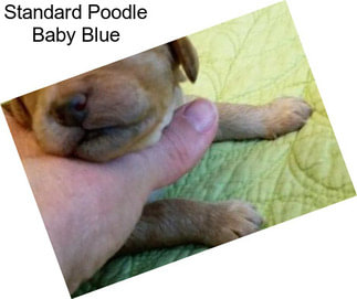 Standard Poodle Baby Blue