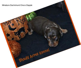 Miniature Dachshund Choco Dapple