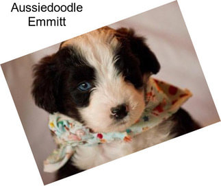 Aussiedoodle Emmitt