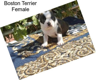Boston Terrier Female