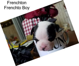 Frenchton Frenchto Boy