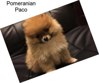 Pomeranian Paco