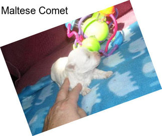Maltese Comet