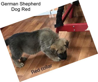 German Shepherd Dog Red