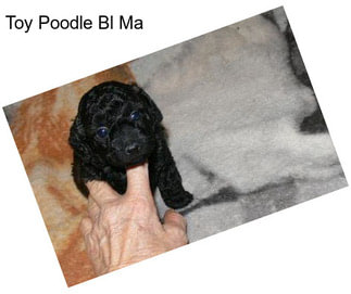 Toy Poodle Bl Ma