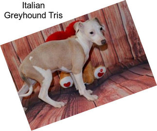 Italian Greyhound Tris