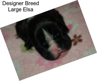 Designer Breed Large Elsa