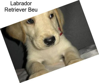 Labrador Retriever Beu