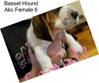 Basset Hound Akc Female 6