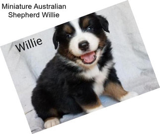 Miniature Australian Shepherd Willie