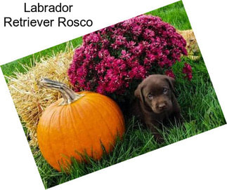 Labrador Retriever Rosco