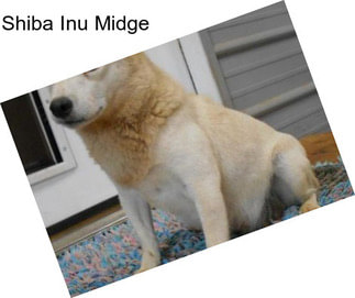 Shiba Inu Midge