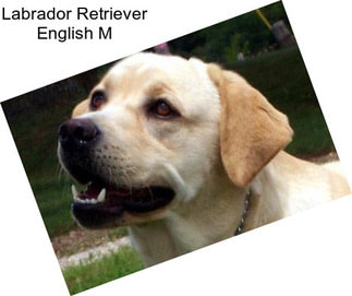 Labrador Retriever English M