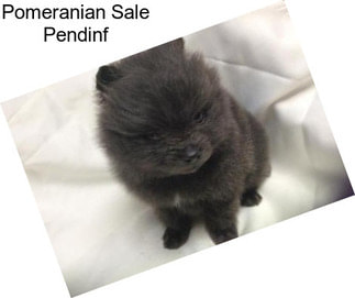 Pomeranian Sale Pendinf