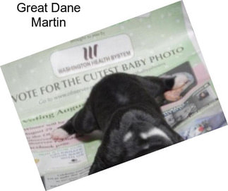 Great Dane Martin