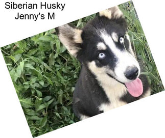 Siberian Husky Jenny\'s M