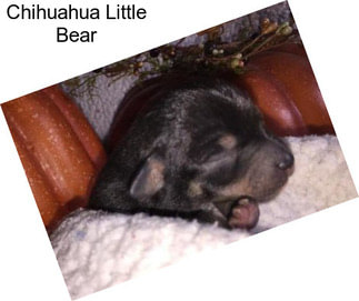 Chihuahua Little Bear