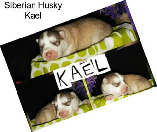 Siberian Husky Kael