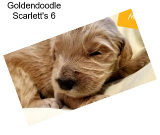 Goldendoodle Scarlett\'s 6