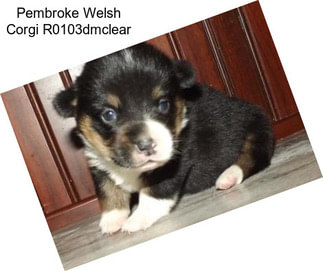 Pembroke Welsh Corgi R0103dmclear