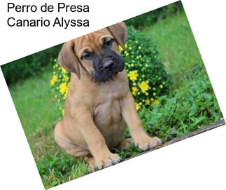 Perro de Presa Canario Alyssa