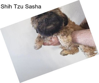 Shih Tzu Sasha