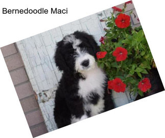 Bernedoodle Maci