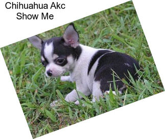 Chihuahua Akc Show Me