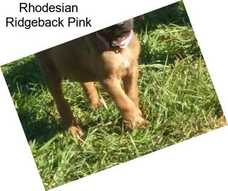 Rhodesian Ridgeback Pink