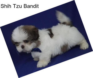 Shih Tzu Bandit