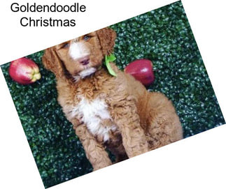 Goldendoodle Christmas